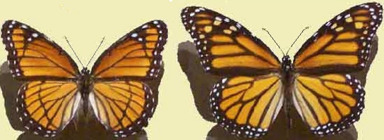 Butterflies, Viceroy & Monarch